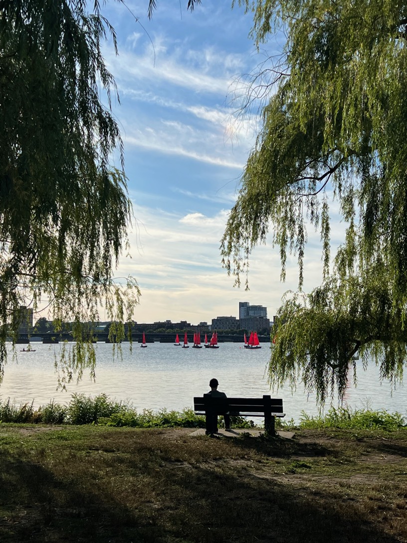 Red sailboats on the Charles River, seen from the Cambridge bank